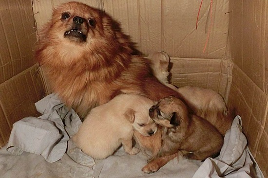 如果不想惹祸上身，最好别对狗狗做这5件事！