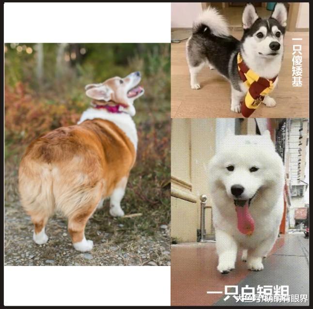 一头27公斤的“柯猪”，腿更长了，屁更翘了，手感也更好了！