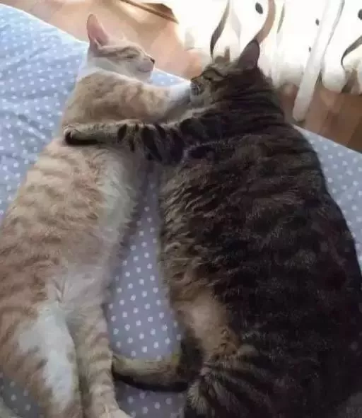 当初兴高采烈领养狸花猫的他们，后悔了：家里橘猫越来越瘦了