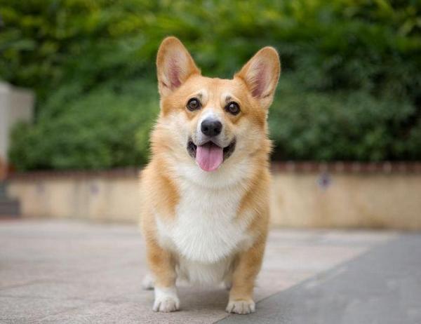 地球上10大最常见的狗狗品种，哈士奇和金毛领衔，你喜欢哪种？