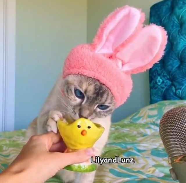 猫咪也能成为网络主播，只要在家吃东西，就能让观众们觉得满足