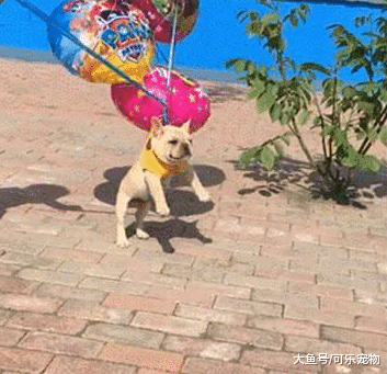 为了对付不听话的狗子，主人在狗身上绑了气球，小狗就被带上了天