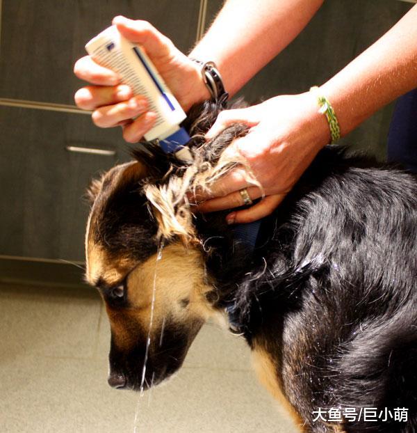 狗狗耳朵有点脏，该多久清洁一次狗狗耳朵？其实大多时候不需要
