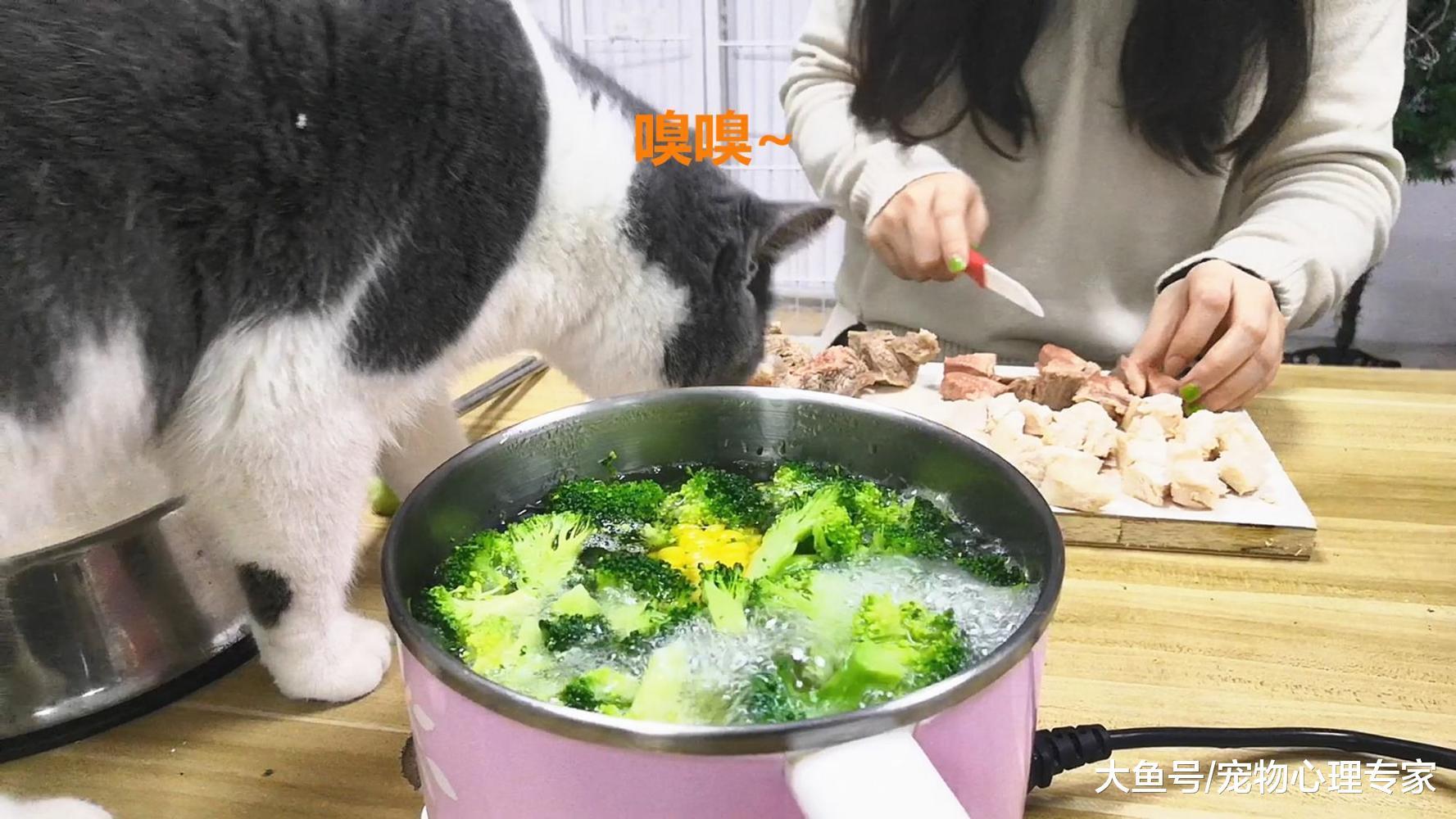 兩腳獸們出去年度聚餐，也不忘讓寵物吃上美味過大年，不料看饞了