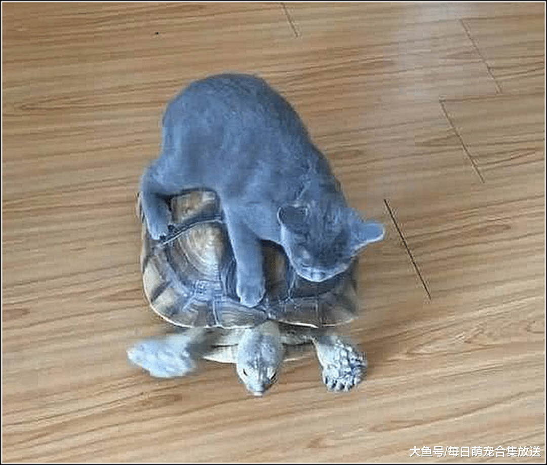 女子养了一只蓝猫，男友说给猫咪买代步工具，女子回家一看傻眼了