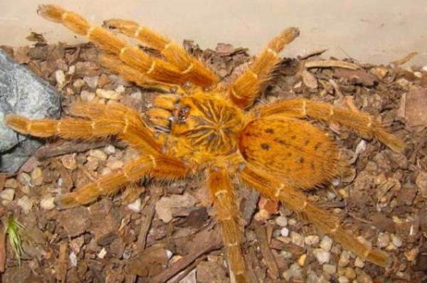 地球上10大巨型蜘蛛，巨人蜘蛛性格凶猛，骆驼蜘蛛攻击力超强