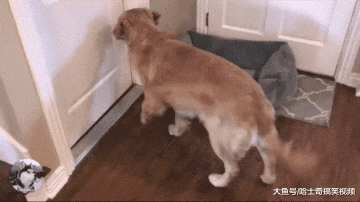 金毛等主人下班，以为有吃的结果失望了，今天就买了这个？