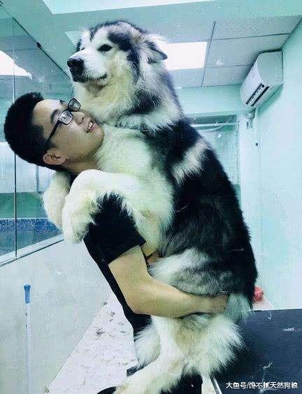 有哪些看似凶猛, 实际非常温柔的狗狗? 这5种总没错!