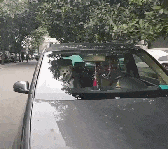 车副驾坐着一条狗, 网友以为是玩具狗, 走近后狗露出凶狠表情