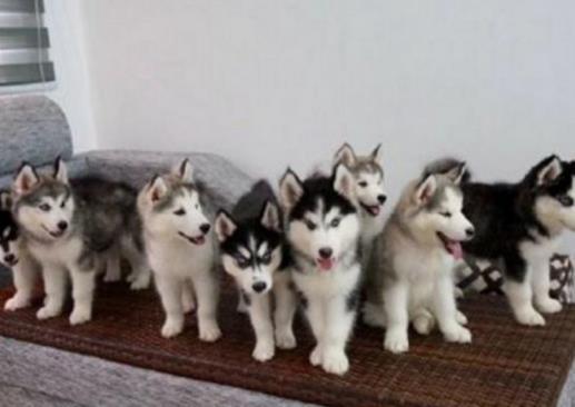 小伙壕氣沖天，一口氣養9只二哈，網友：行走的拆遷隊