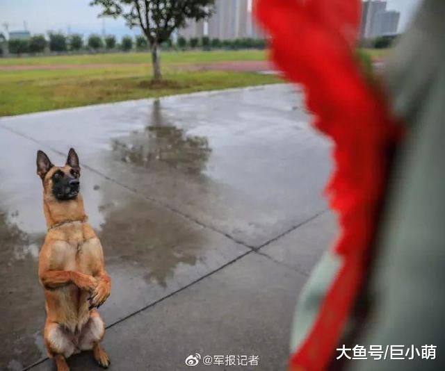 主人退伍，狗狗咬住他的包不让走，警犬也变得不“听话”了