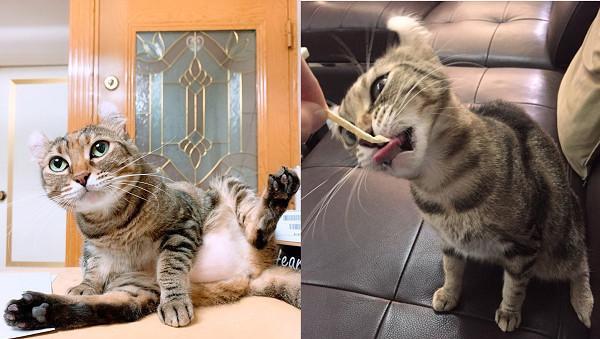 猫咪只向姐姐撒娇，妈妈狂吃醋：去当嫁妆好了，猫咪傻愣在原地