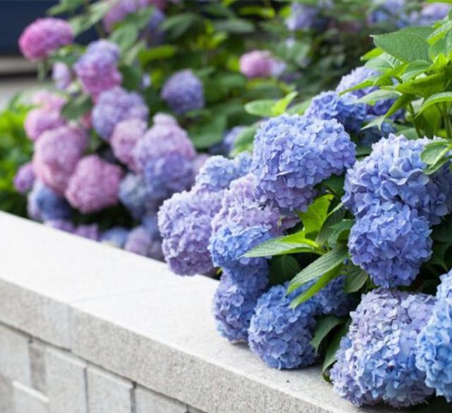 北阳台散光多，适合养护无尽夏吗？