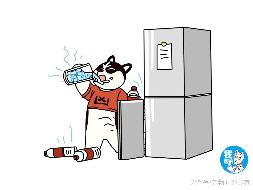 辟谣：狗狗饭后剧烈运动会得阑尾炎？盲肠和阑尾，别傻傻分不清楚