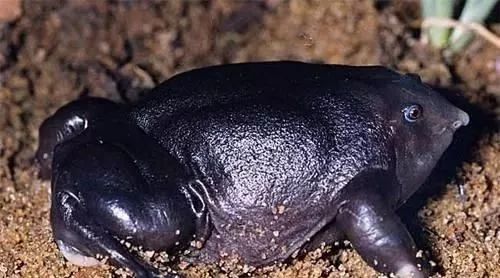 地球上10种奇特的动物，会飞行的青蛙，四不像的昆虫