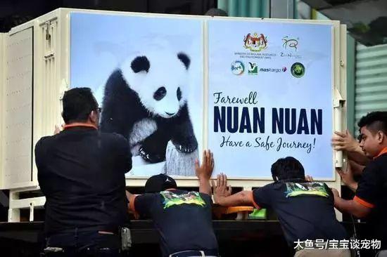 国宝滚滚首次被“无情退货”！马来西亚政府：实在是养不起啊亲……