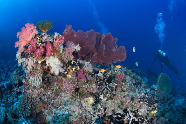 人工海水和天然海水，你该如何选择？