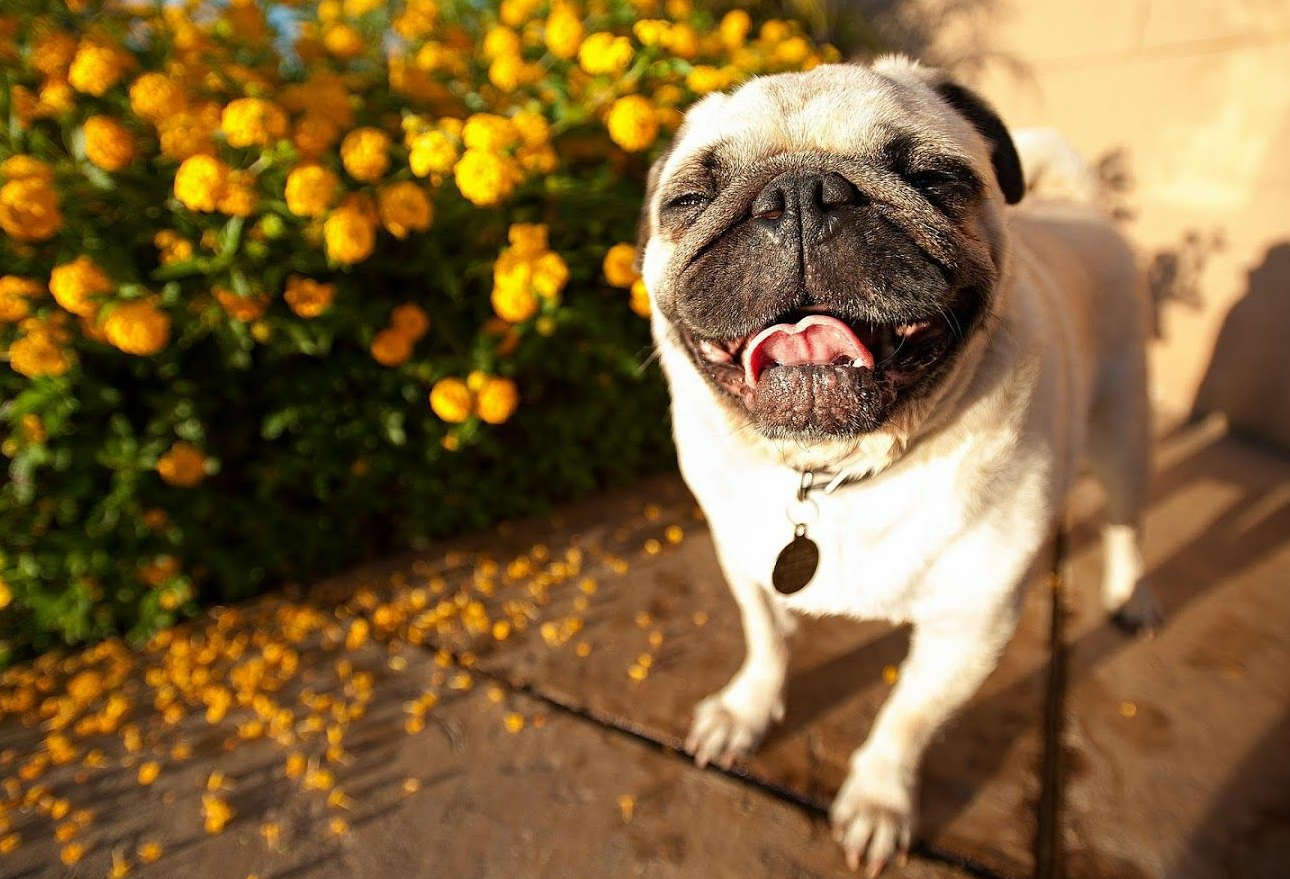 如何阻止狗撕咬杂物