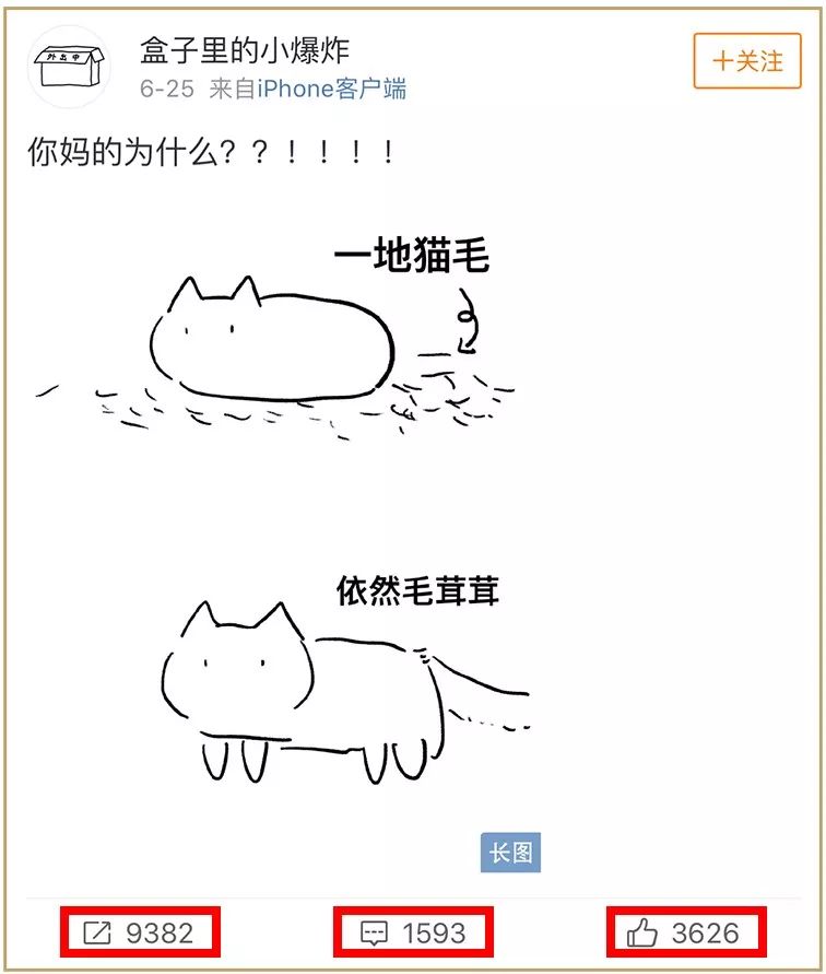 为啥猫咪每天掉毛依然毛茸茸？别酸啦，其实猫也是会秃的！