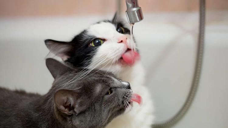 猫咪不爱喝水? 也许是铲屎官没用对方法