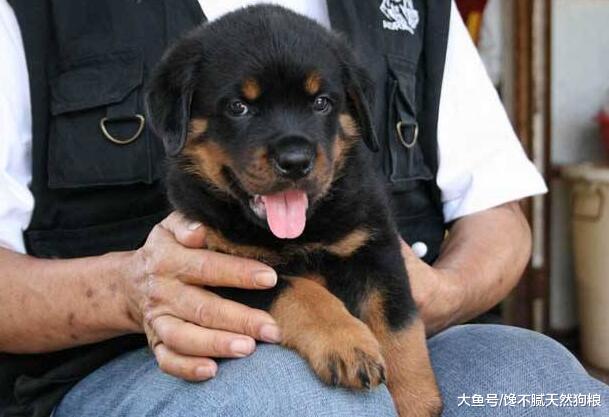 只需这5招，就可以在一窝狗狗之中，挑选到最厉害的狗
