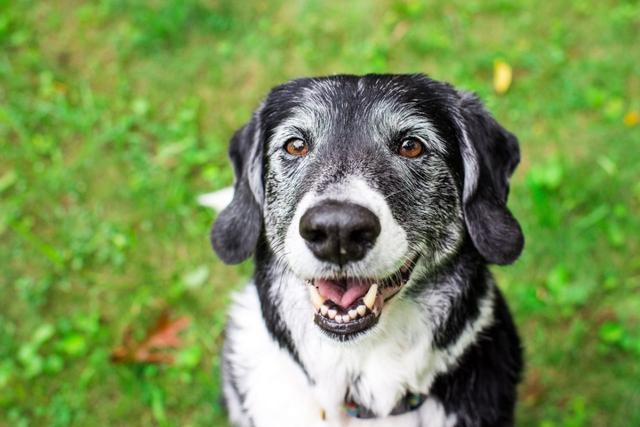狗狗突然性情大变，可能是老年痴呆！及早预防，不让狗狗忘了你