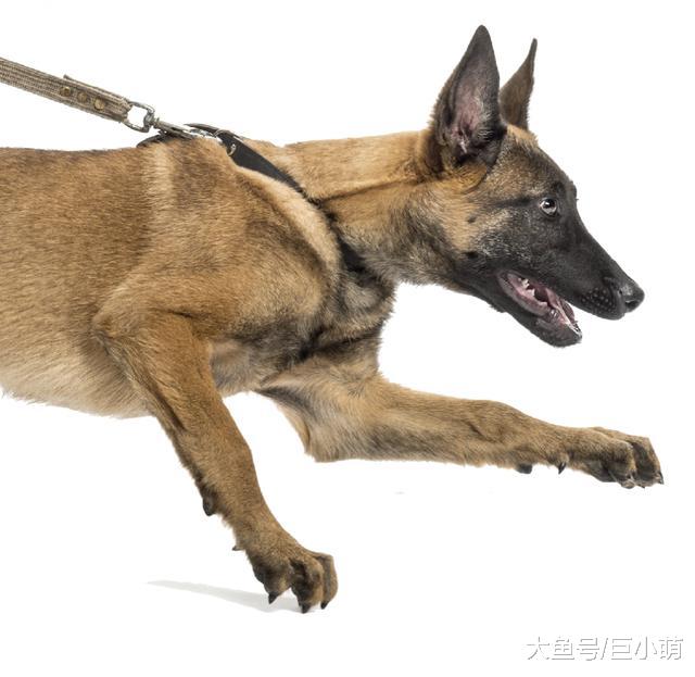 出现行为问题，别一味怪狗狗，你确定环境和社会化训练做好了吗？