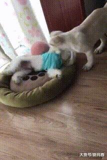 主人给比熊穿衣服，拉拉妒忌不让穿，拉拉：快把衣服脱掉……