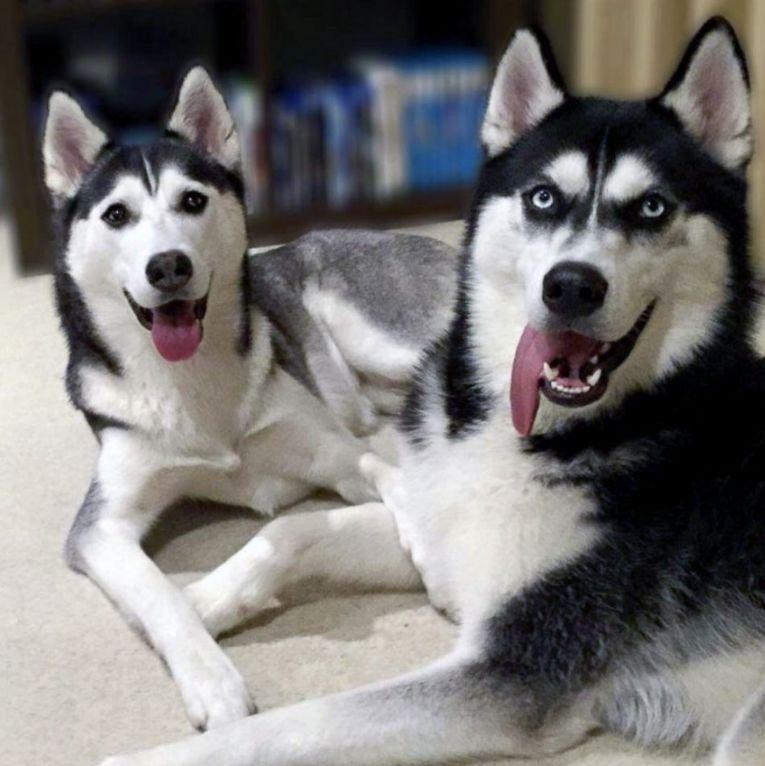 狗狗的“一舉一動”你真的都懂嗎？