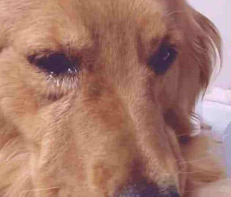 金毛失踪多日竟自己回家, 重复做一动作, 主人看了直流眼泪