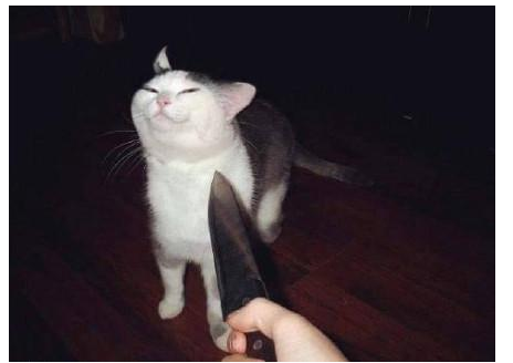 猫咪如此调皮，打碎了一个花瓶，但是它的主人却很高兴