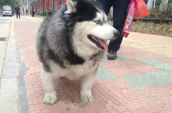 汪界又出了一款新品种，一只哈士基的日常生活！