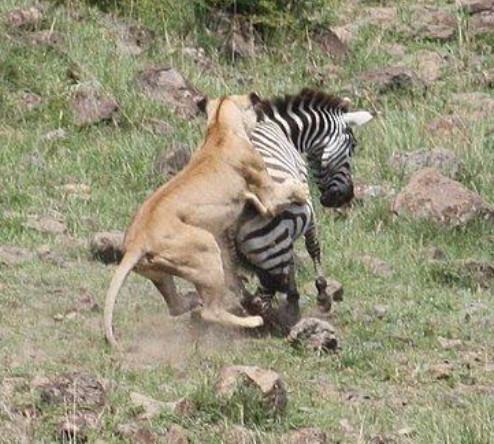 狮子猎杀斑马，看到它的姿势网友直呼辣眼睛，看到最后让人傻眼了