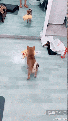 我们一样胖一样毛茸茸，你凭啥只抱他