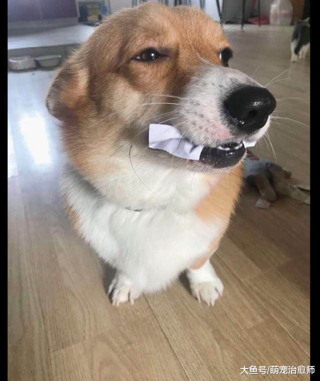 主人為了懲罰撕紙的柯基，于是在它嘴里塞了一團紙，狗：我錯了！