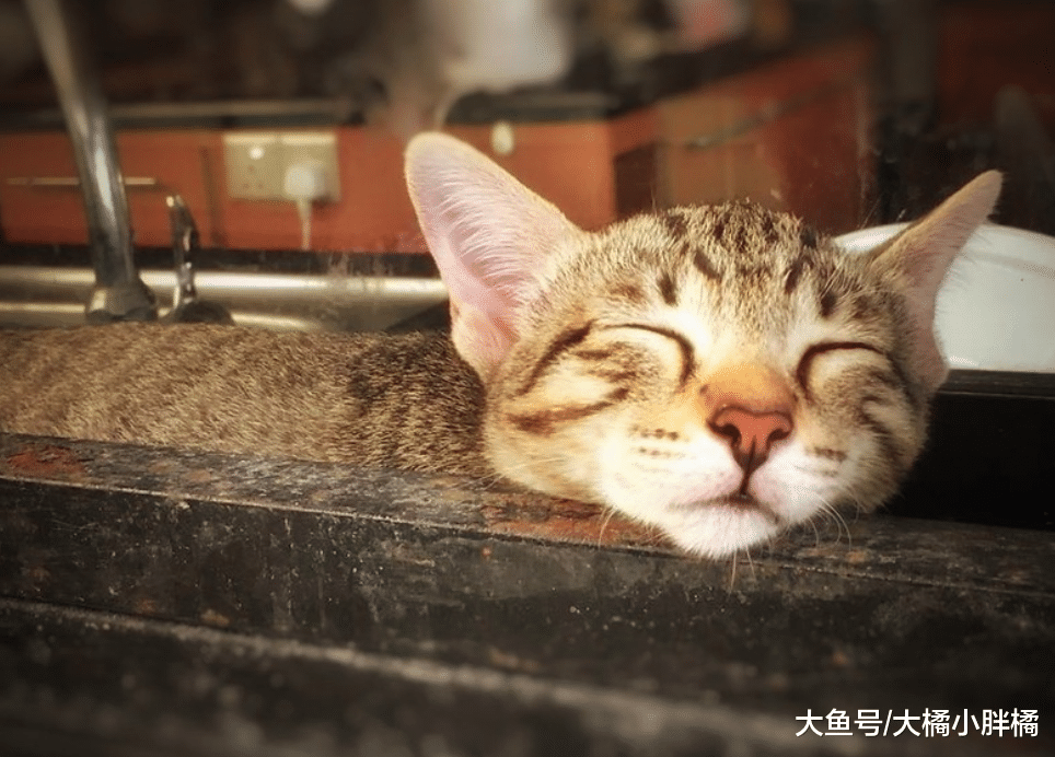 你家猫咪过得幸福吗？它若有这5种行为，你就不用太过担心了！