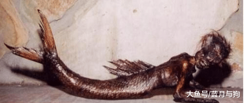 童话里都是骗人的，现实中的美人鱼竟是如此