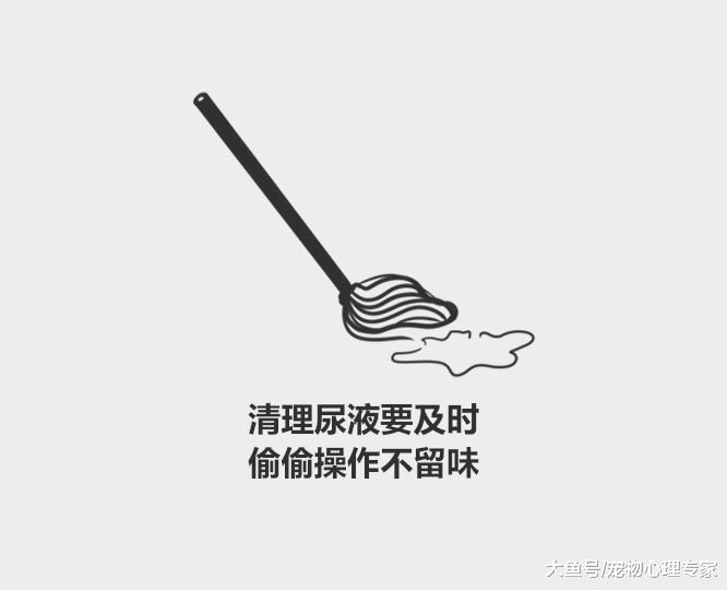 分分钟了解宠物知识——怎么教小奶猫用猫砂