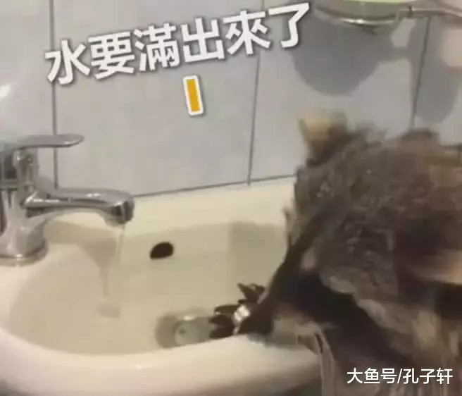 “完了！闯大祸了！” 小浣熊洗手不会关水龙头，水满了掉头就跑