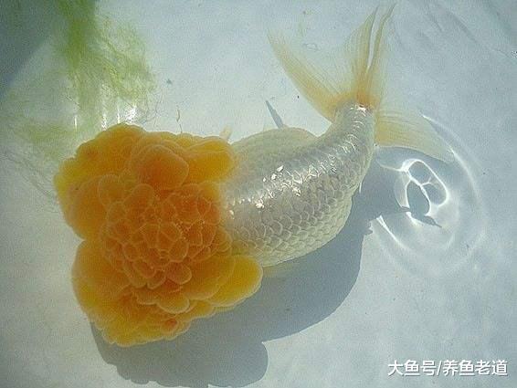 白色系的观赏鱼身上出现红血丝，其实是最难治疗的！