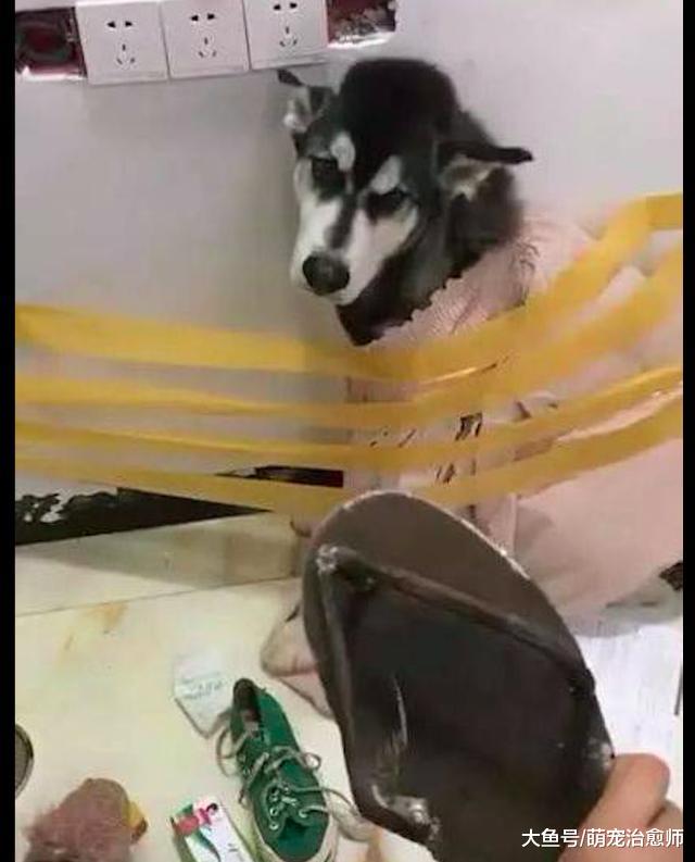 网友为惩罚犯错的哈士奇，用胶带把它绑到了墙上，它表情好委屈！