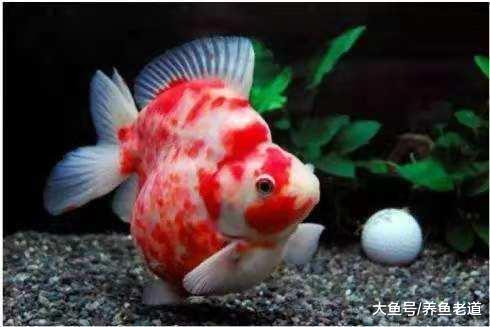 金鱼的四大常见疾病我们如何治疗为好，详细讲解治疗步骤