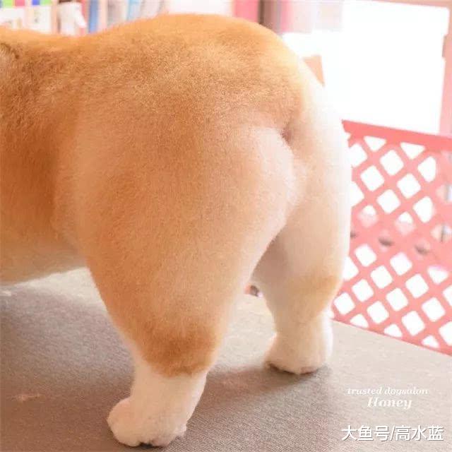 柯基的屁股，再吸一百年我不会厌烦，你呢？