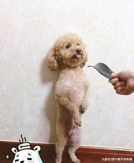 教育泰迪犬别总是用“打”，造成这5个后果，不想你后悔！