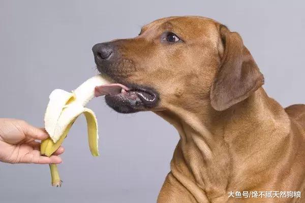 夏天适合狗狗吃的5种水果，既清热又解暑，宠主记得收藏