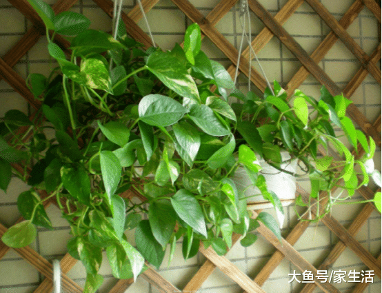 老花农都是这样养绿萝的，容易活又茂盛，盆盆都能长爆盆