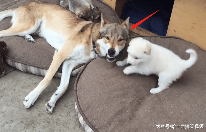 二哈生下4只寶寶，長得都不像狼犬，結果被“粑粑”嫌棄了