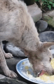 每年，都有2亿条生命被抛弃、虐待：我们虽然没有杀过人，却都差点做了刽子手