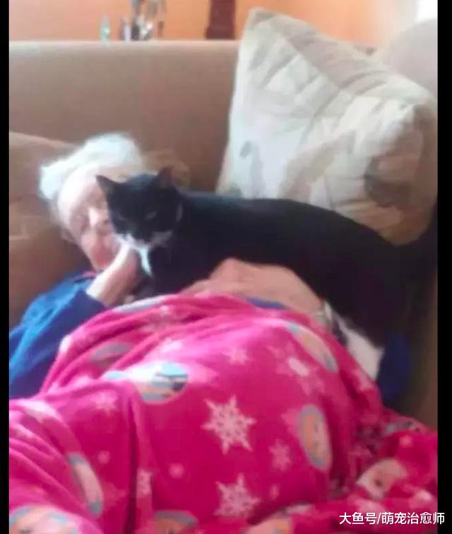 猫咪知道奶奶将要离开，总会送来特殊的“礼物”，默默陪在她身边