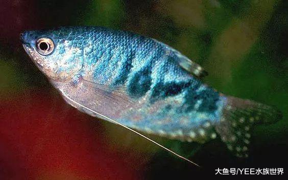 皮之藍曼龍，價格便宜門檻低，顏值高又不鬧騰